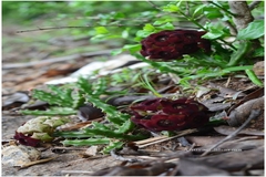 Caralluma truncatocoronata